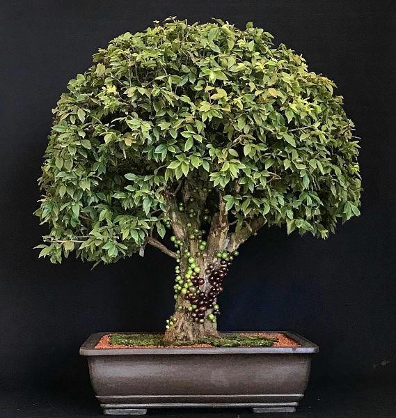 Vì sao nho thân gỗ trở thành loại cây được giới chơi bonsai ưa chuộng? Vì sao nho thân gỗ trở thành loại cây được giới chơi bonsai ưa chuộng?