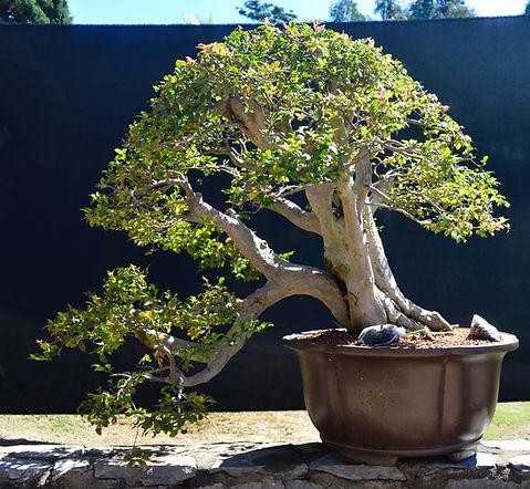 Vì sao nho thân gỗ trở thành loại cây được giới chơi bonsai ưa chuộng? Vì sao nho thân gỗ trở thành loại cây được giới chơi bonsai ưa chuộng?
