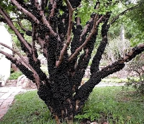 Vì sao nho thân gỗ trở thành loại cây được giới chơi bonsai ưa chuộng? Vì sao nho thân gỗ trở thành loại cây được giới chơi bonsai ưa chuộng?