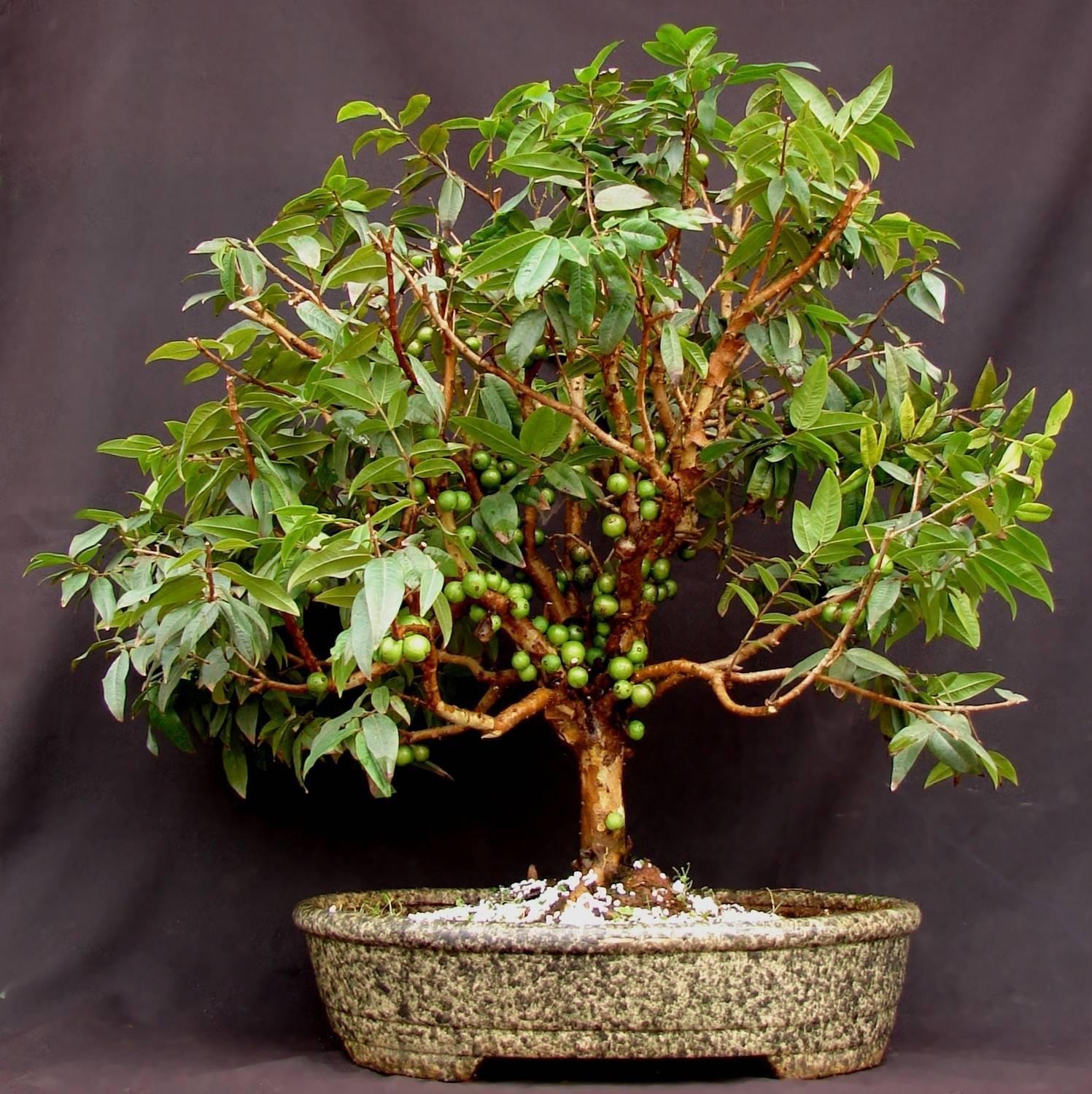 Vì sao nho thân gỗ trở thành loại cây được giới chơi bonsai ưa chuộng? Vì sao nho thân gỗ trở thành loại cây được giới chơi bonsai ưa chuộng?