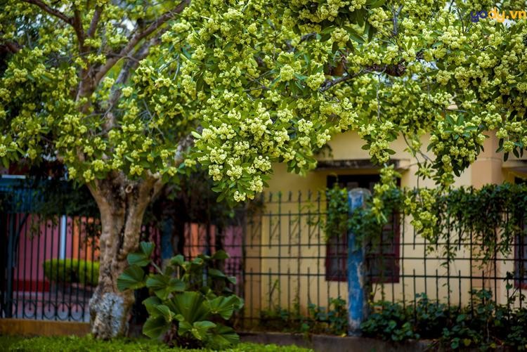 Khám phá nguồn gốc tên gọi “cây của quỷ” của hoa sữa Khám phá nguồn gốc tên gọi “cây của quỷ” của hoa sữa