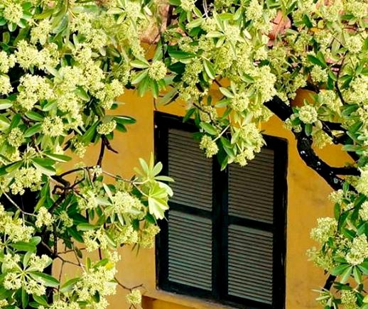Khám phá nguồn gốc tên gọi “cây của quỷ” của hoa sữa Khám phá nguồn gốc tên gọi “cây của quỷ” của hoa sữa
