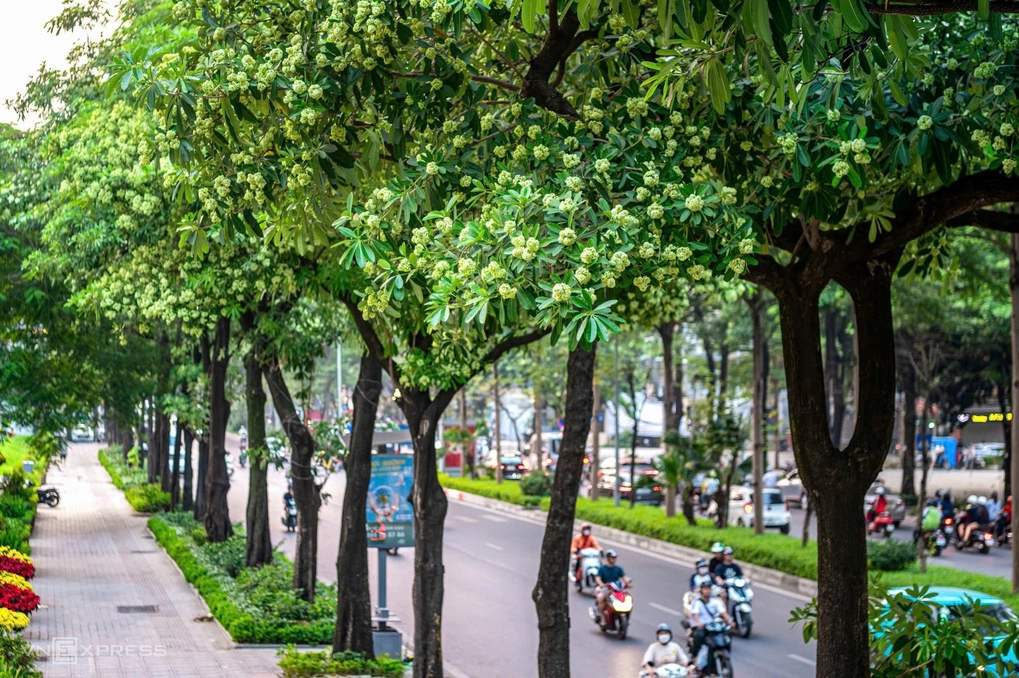 Khám phá nguồn gốc tên gọi “cây của quỷ” của hoa sữa Khám phá nguồn gốc tên gọi “cây của quỷ” của hoa sữa