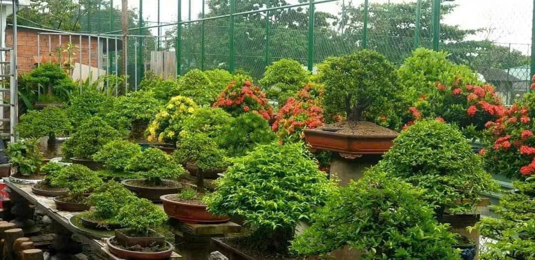 Bonsai và suiseki: kết nối nghệ thuật, phát triển kinh tế và phụng sự cộng đồng