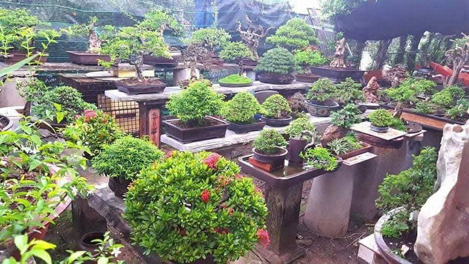 Bonsai và suiseki: kết nối nghệ thuật, phát triển kinh tế và phụng sự cộng đồng
