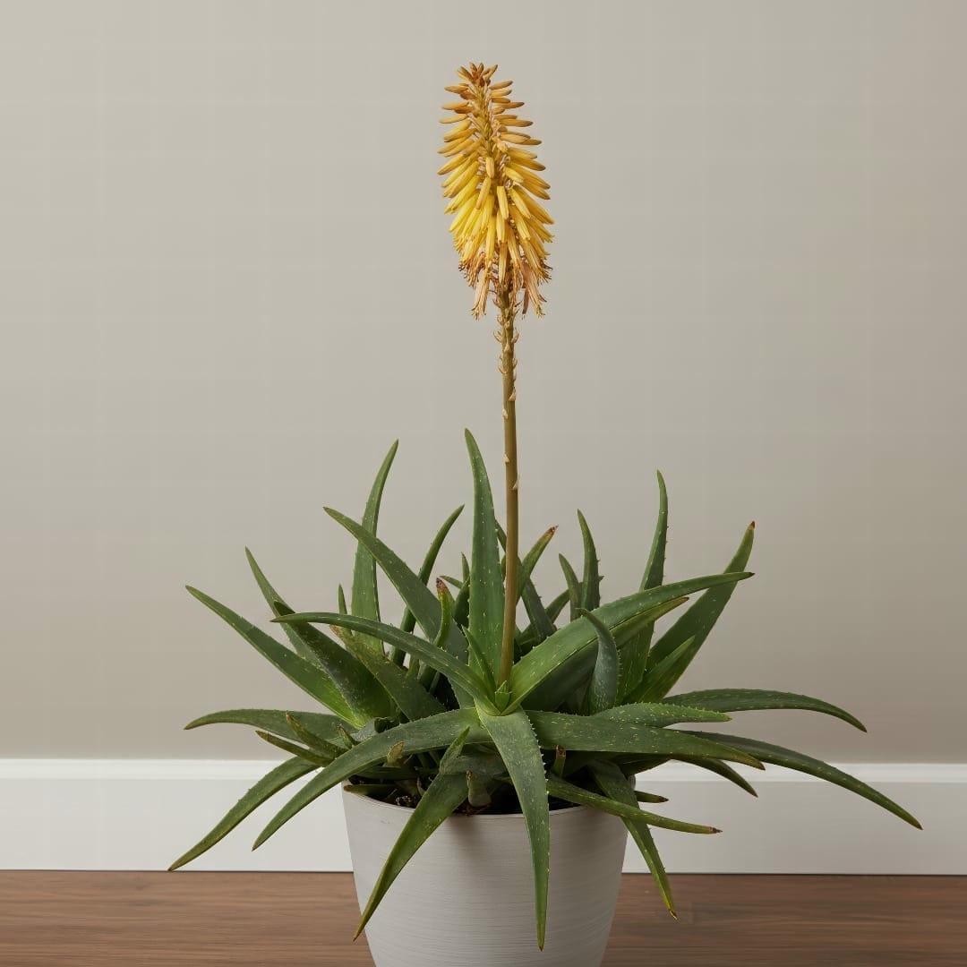 7 loại cây cảnh hiếm khi ra hoa, được dân gian xem là biểu tượng của vượng tài, tụ lộc 7 loại cây cảnh hiếm khi ra hoa, được dân gian xem là biểu tượng của vượng tài, tụ lộc
