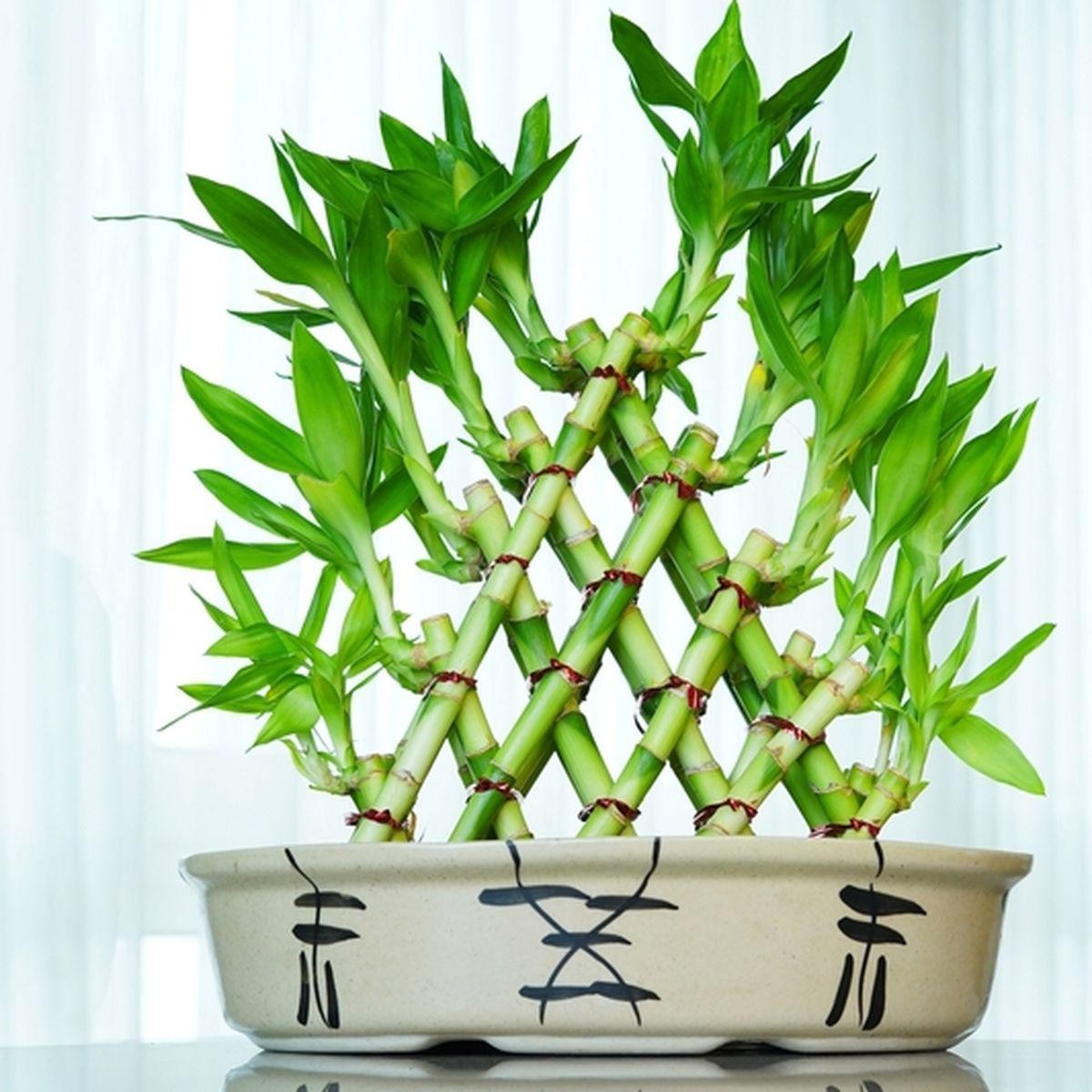 7 loại cây cảnh hiếm khi ra hoa, được dân gian xem là biểu tượng của vượng tài, tụ lộc 7 loại cây cảnh hiếm khi ra hoa, được dân gian xem là biểu tượng của vượng tài, tụ lộc