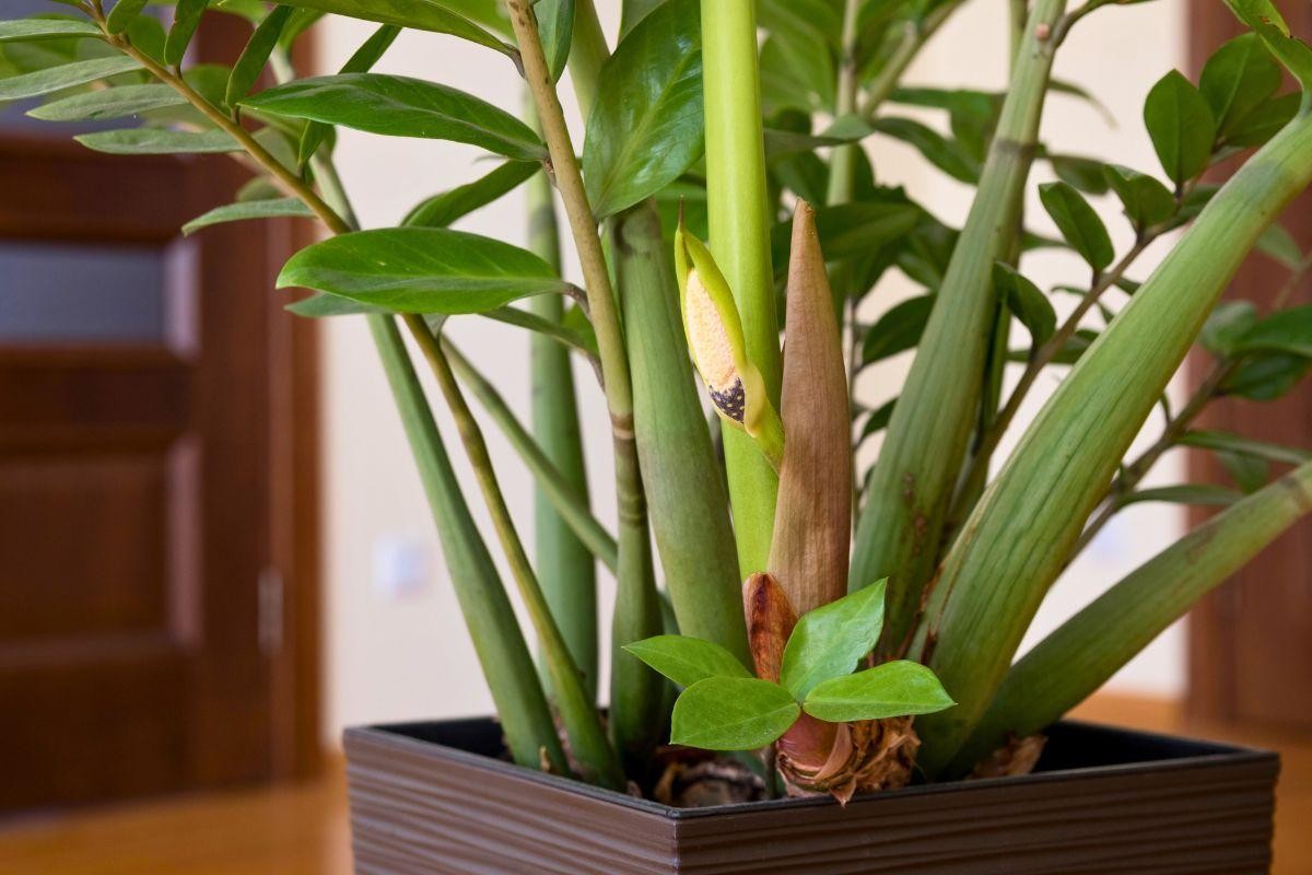 7 loại cây cảnh hiếm khi ra hoa, được dân gian xem là biểu tượng của vượng tài, tụ lộc 7 loại cây cảnh hiếm khi ra hoa, được dân gian xem là biểu tượng của vượng tài, tụ lộc