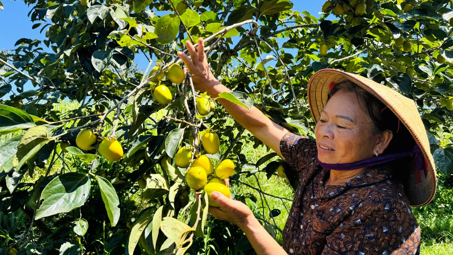Hồng giòn Yên Du: Giống cây lâu năm mang lại nguồn thu tiền tỷ Hồng giòn Yên Du: Giống cây lâu năm mang lại nguồn thu tiền tỷ