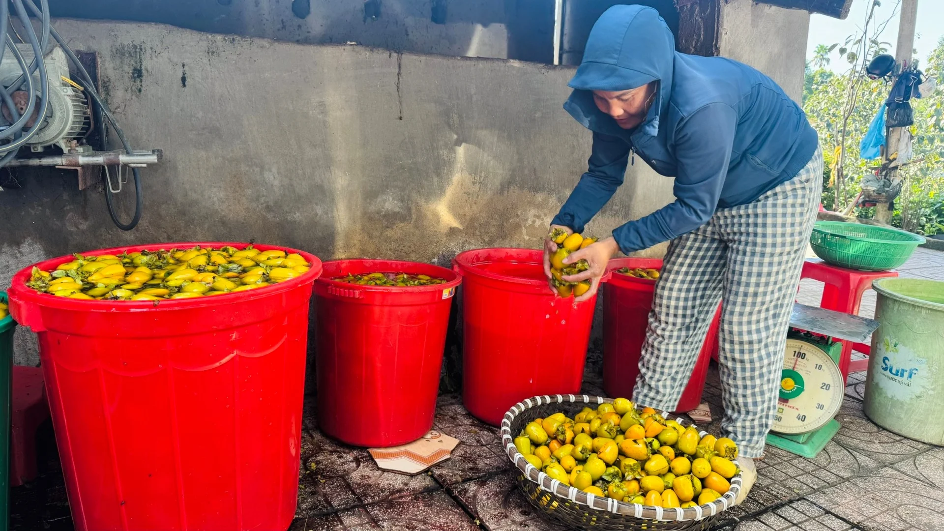 Hồng giòn Yên Du: Giống cây lâu năm mang lại nguồn thu tiền tỷ Hồng giòn Yên Du: Giống cây lâu năm mang lại nguồn thu tiền tỷ