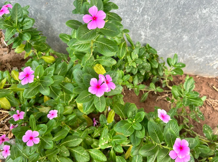 Cây dừa cạn: Loài hoa cảnh chứa hoạt chất được dùng trong điều trị ung thư Cây dừa cạn: Loài hoa cảnh chứa hoạt chất được dùng trong điều trị ung thư