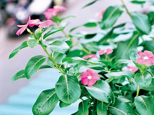 Cây dừa cạn: Loài hoa cảnh chứa hoạt chất được dùng trong điều trị ung thư Cây dừa cạn: Loài hoa cảnh chứa hoạt chất được dùng trong điều trị ung thư