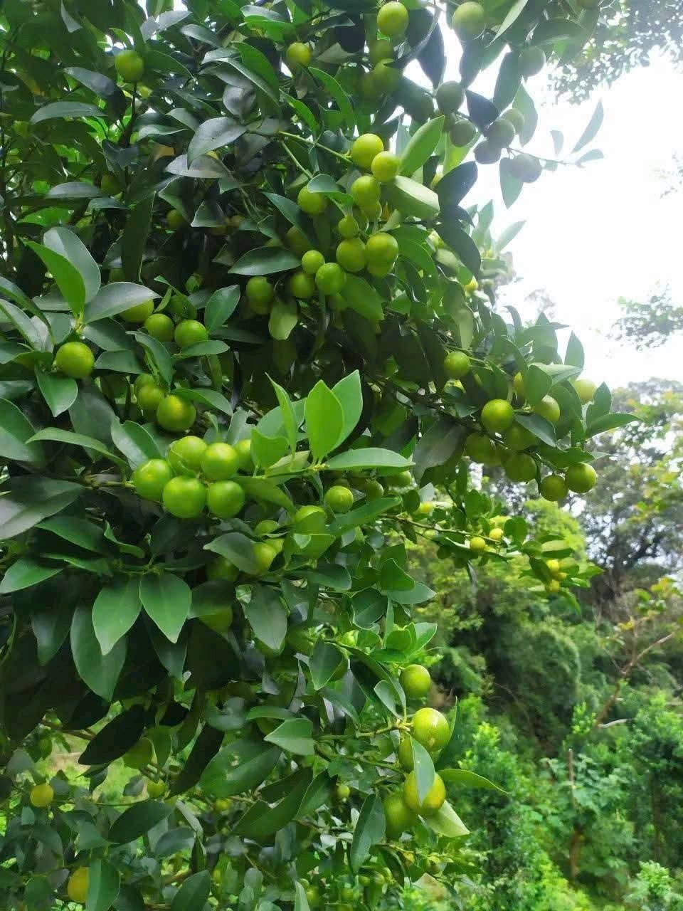 Loại chanh nhỏ xíu trên núi Mẫu Sơn mở ra hướng phát triển kinh tế mới Loại chanh nhỏ xíu trên núi Mẫu Sơn mở ra hướng phát triển kinh tế mới
