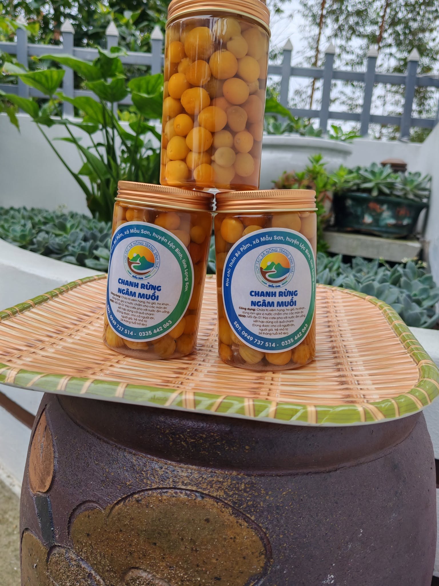 Loại chanh nhỏ xíu trên núi Mẫu Sơn mở ra hướng phát triển kinh tế mới Loại chanh nhỏ xíu trên núi Mẫu Sơn mở ra hướng phát triển kinh tế mới