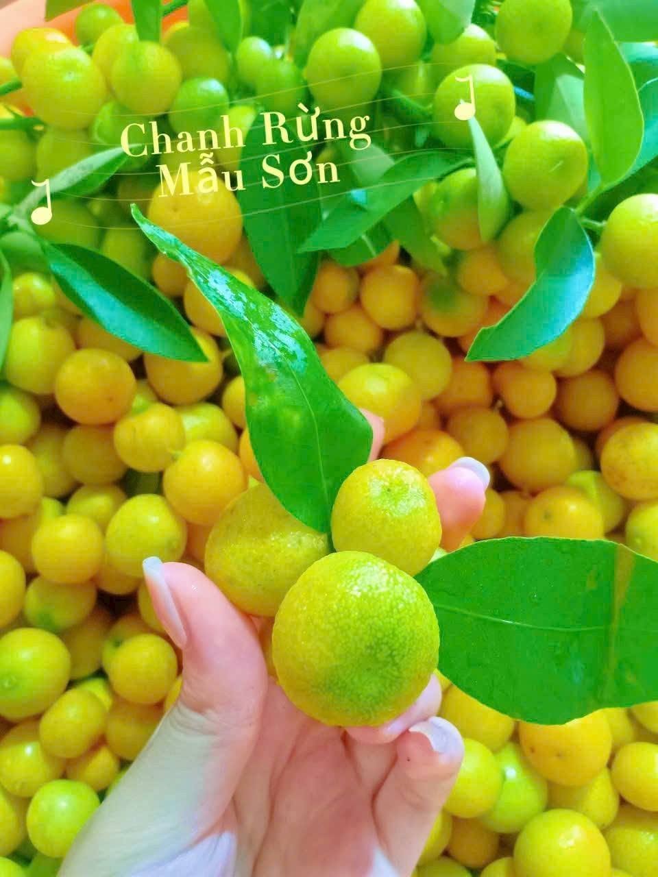 Loại chanh nhỏ xíu trên núi Mẫu Sơn mở ra hướng phát triển kinh tế mới Loại chanh nhỏ xíu trên núi Mẫu Sơn mở ra hướng phát triển kinh tế mới