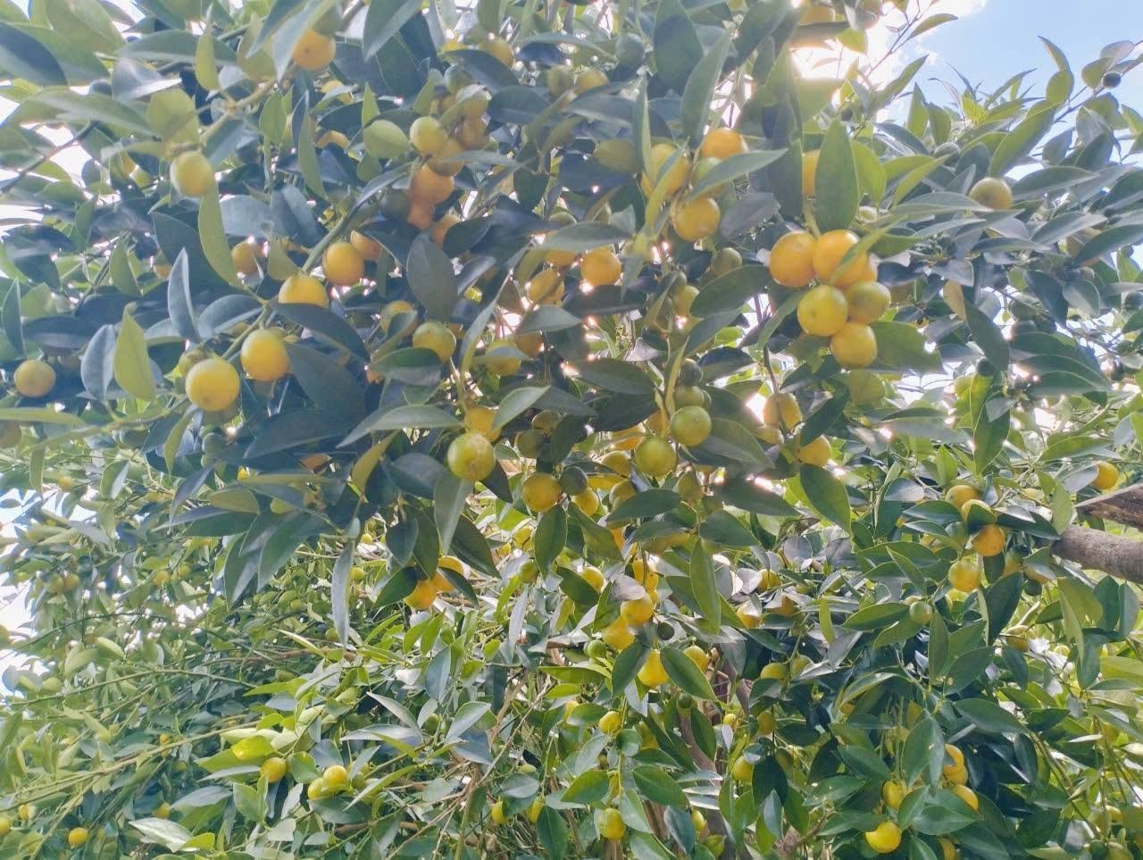 Loại chanh nhỏ xíu trên núi Mẫu Sơn mở ra hướng phát triển kinh tế mới Loại chanh nhỏ xíu trên núi Mẫu Sơn mở ra hướng phát triển kinh tế mới