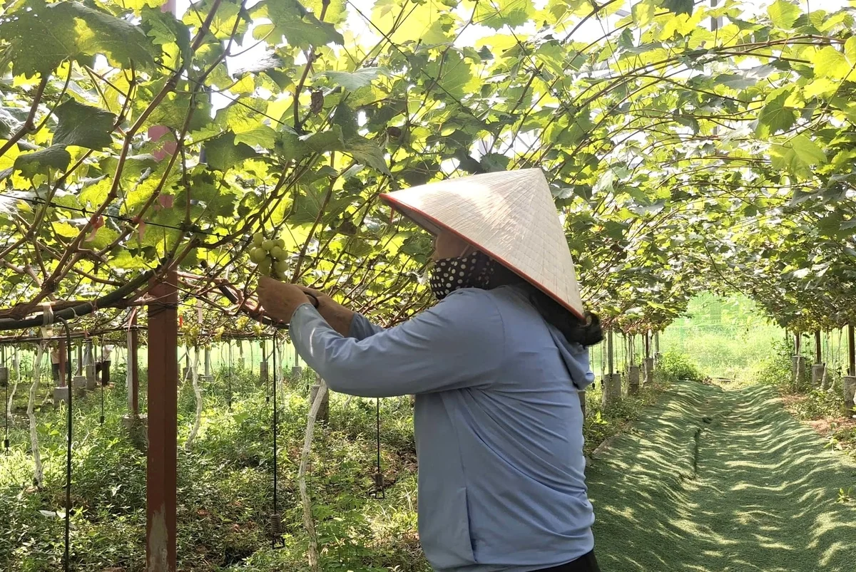 Biến bãi bồi thành điểm đến, nông dân Hải Phòng thu lợi kép