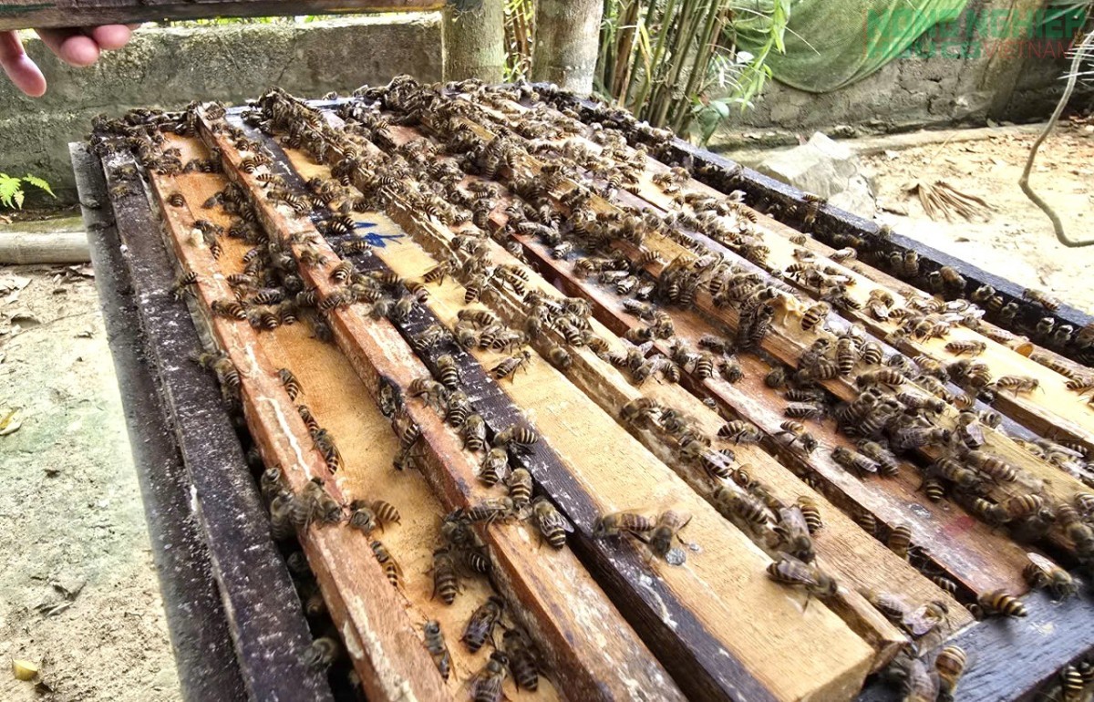Lão nông hơn 40 năm gắn bó với nghề nuôi ong, thu hàng trăm lít mật mỗi năm ở xứ Nghệ