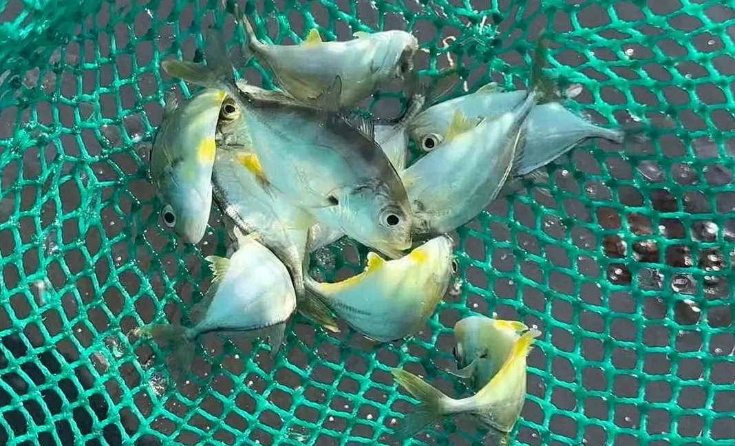 Lý Sơn mở hướng nuôi cá bè vẫu sau sự cố cá bớp chết hàng loạt