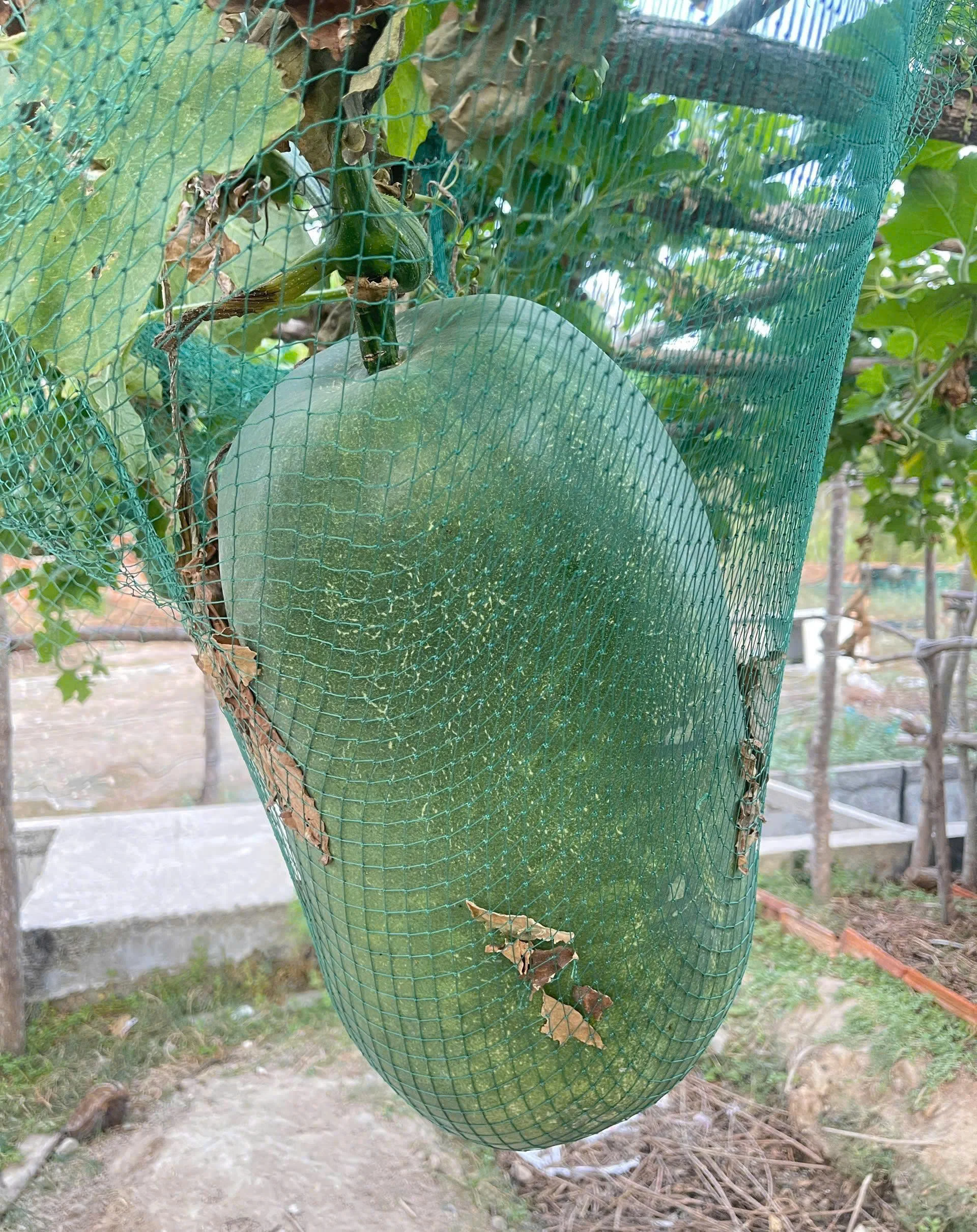 Sáu gốc bí đao khổng lồ cho 15 quả trên đảo Cù Lao Xanh