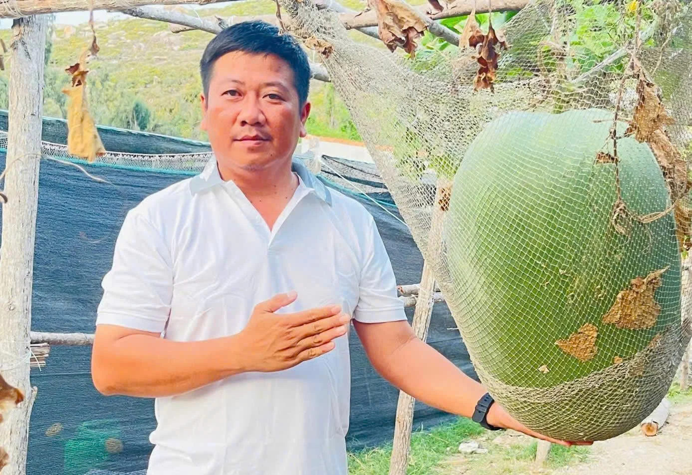Sáu gốc bí đao khổng lồ cho 15 quả trên đảo Cù Lao Xanh