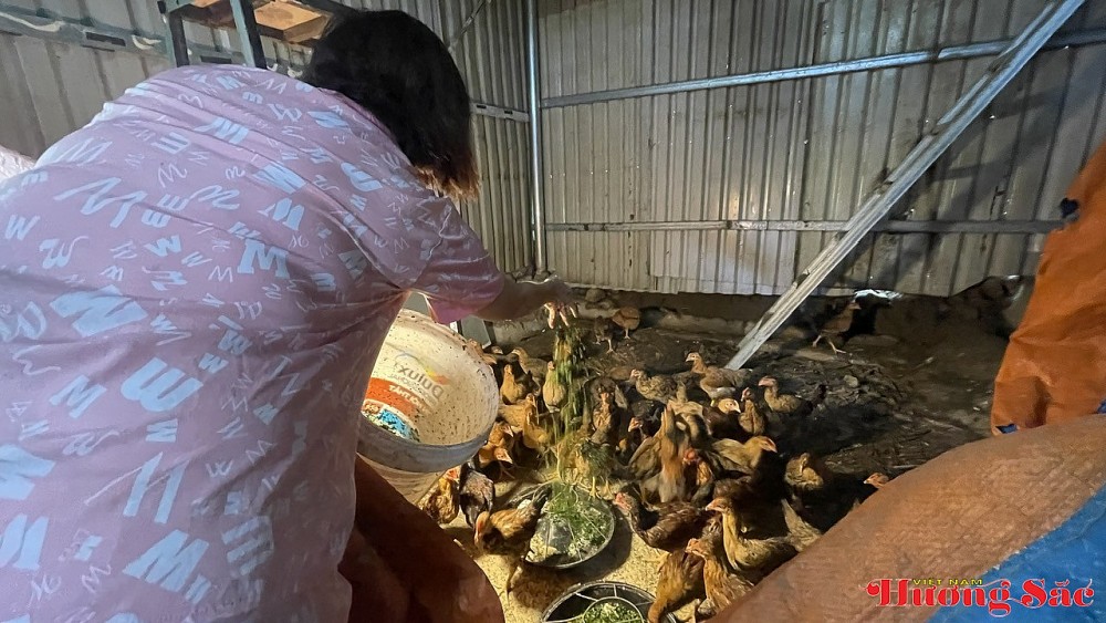 Vườn đàn hương sáu năm tuổi dưới bóng cây rừng cổ thụ ở Hải Vân Vườn đàn hương sáu năm tuổi dưới bóng cây rừng cổ thụ ở Hải Vân