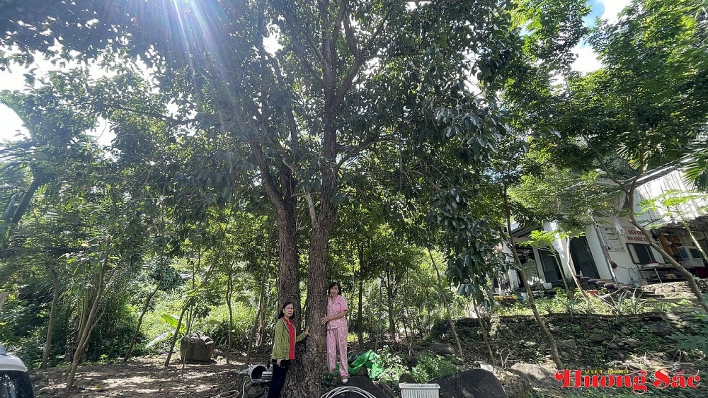 Vườn đàn hương sáu năm tuổi dưới bóng cây rừng cổ thụ ở Hải Vân Vườn đàn hương sáu năm tuổi dưới bóng cây rừng cổ thụ ở Hải Vân