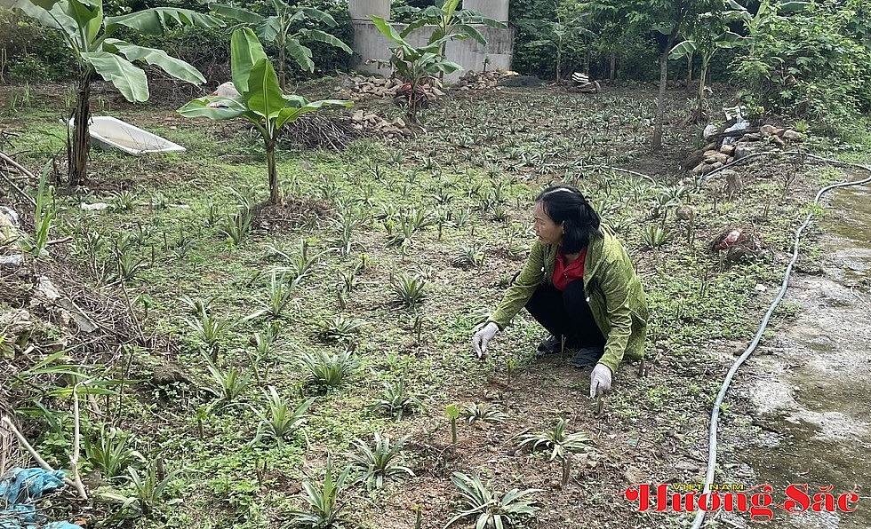 Vườn đàn hương sáu năm tuổi dưới bóng cây rừng cổ thụ ở Hải Vân Vườn đàn hương sáu năm tuổi dưới bóng cây rừng cổ thụ ở Hải Vân