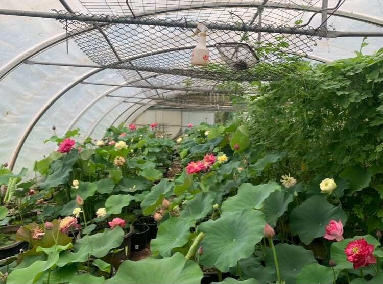 Nông trại gần 9.000m² ở Đức và lựa chọn sống chậm của người phụ nữ Việt Nông trại gần 9.000m² ở Đức và lựa chọn sống chậm của người phụ nữ Việt