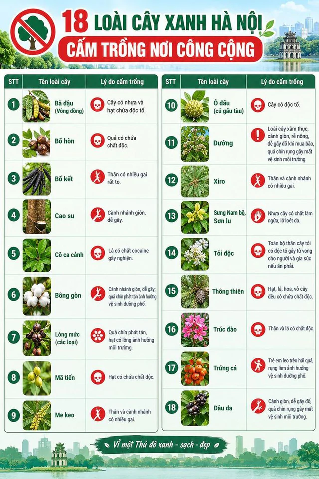 Vì sao Hà Nội đưa cây trứng cá vào danh mục cấm trồng? Vì sao Hà Nội đưa cây trứng cá vào danh mục cấm trồng?