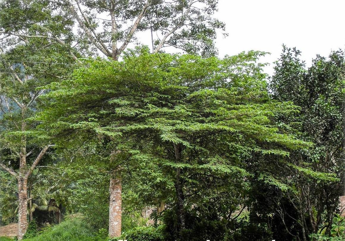 Vì sao Hà Nội đưa cây trứng cá vào danh mục cấm trồng? Vì sao Hà Nội đưa cây trứng cá vào danh mục cấm trồng?