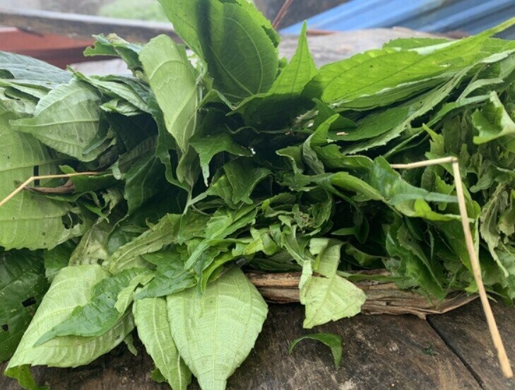Rau dê Y Tý: Đặc sản rau rừng có tên gọi lạ, giá 55.000 đồng/kg Rau dê Y Tý: Đặc sản rau rừng có tên gọi lạ, giá 55.000 đồng/kg