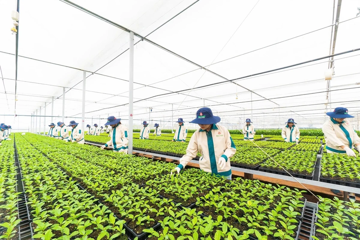 Liên kết sản xuất, bảo đảm đầu ra cho nông sản Gia Lai