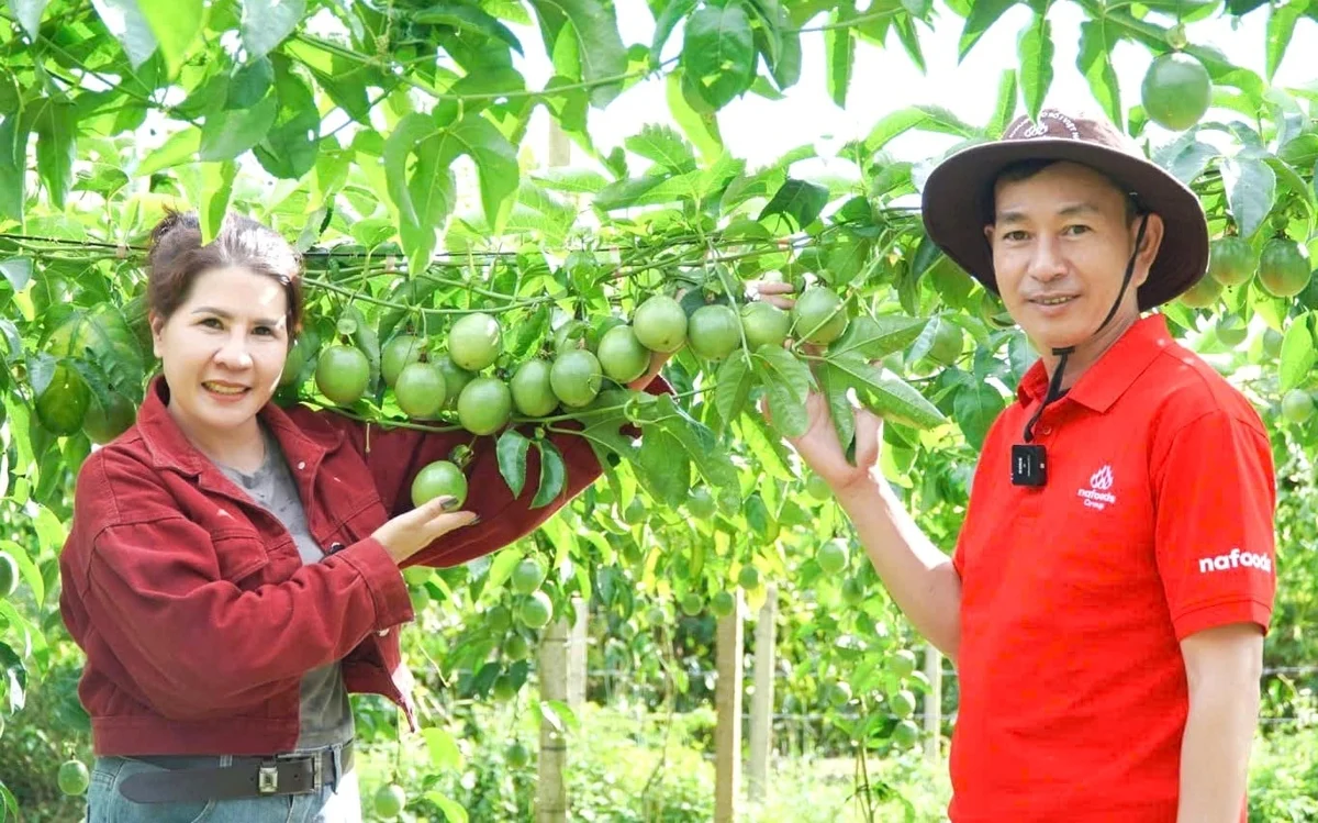Liên kết sản xuất, bảo đảm đầu ra cho nông sản Gia Lai