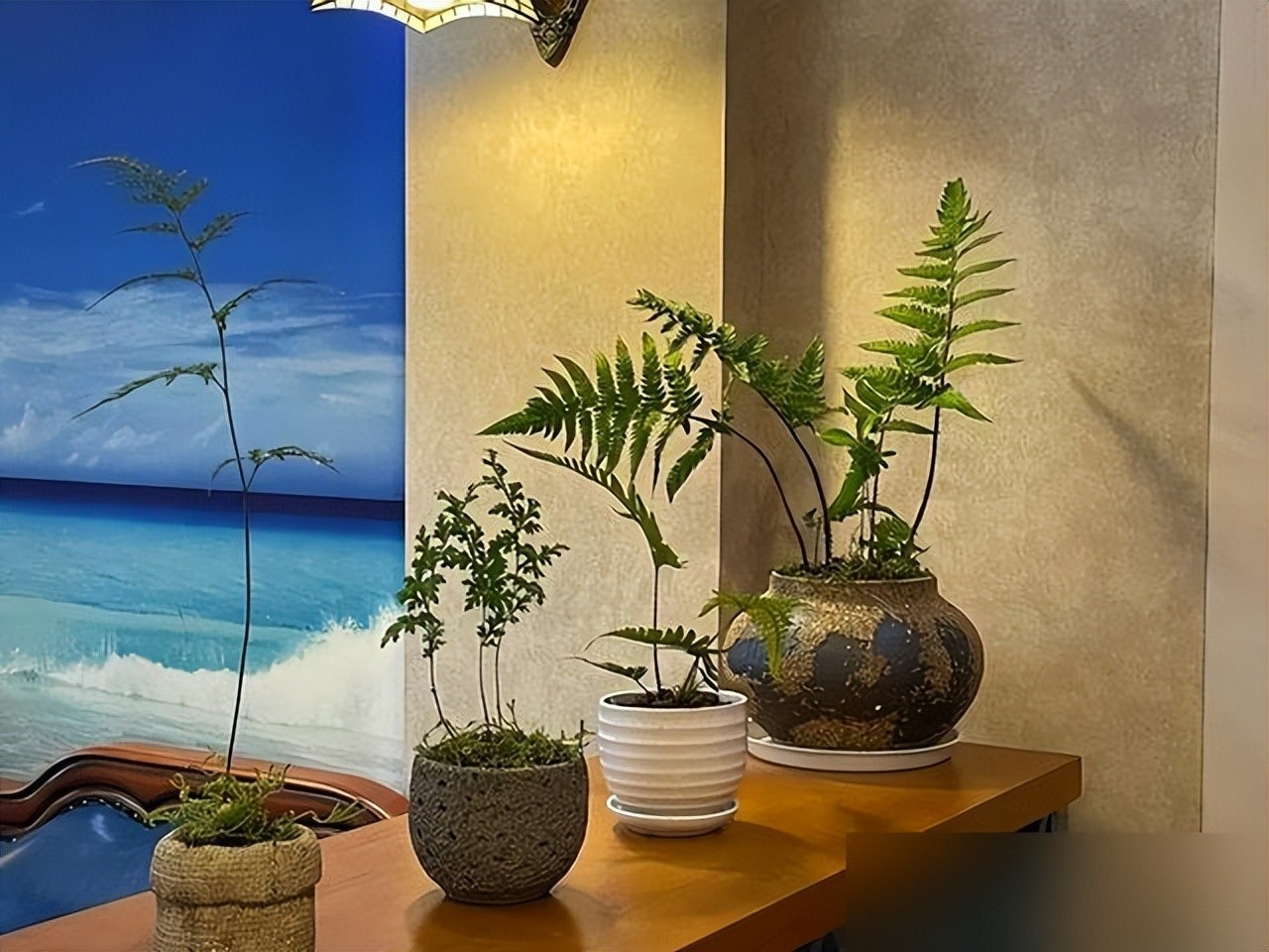 5 loại cây đẹp nhưng cần cân nhắc kỹ khi trồng trong nhà