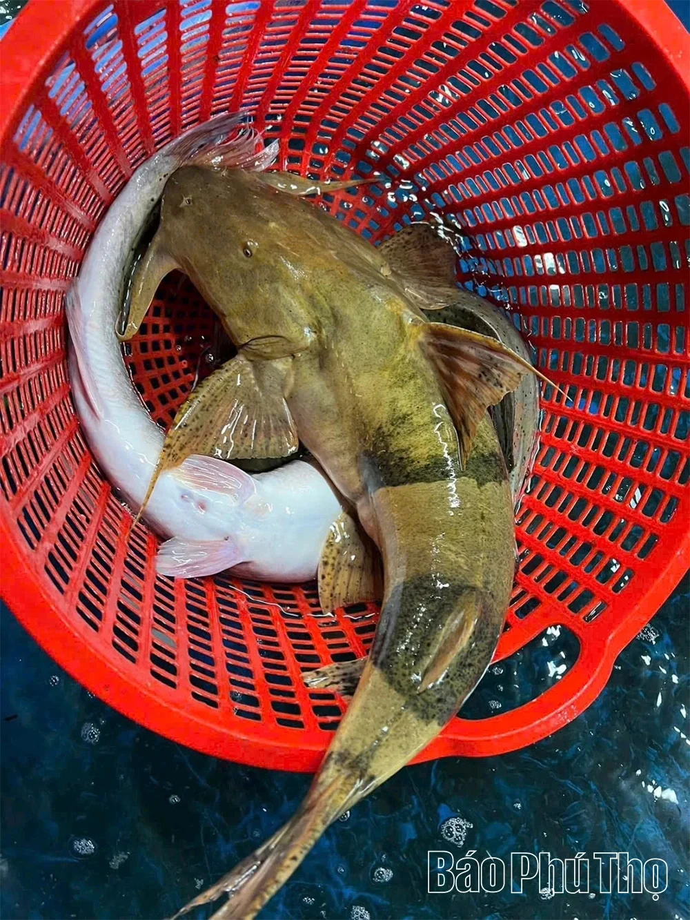 Cá chiên sông Đà: Loài cá tiến vua mặt quỷ, thịt vàng giá nhà giàu ở Phú Thọ Cá chiên sông Đà: Loài cá tiến vua mặt quỷ, thịt vàng giá nhà giàu ở Phú Thọ