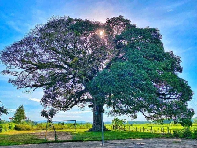 Bí ẩn cây Trôi 800 năm tuổi ở Hà Tĩnh: Mỗi năm chỉ nở hoa đúng một nửa tán Bí ẩn cây Trôi 800 năm tuổi ở Hà Tĩnh: Mỗi năm chỉ nở hoa đúng một nửa tán