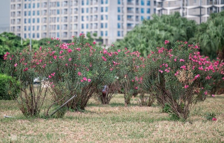 Vì sao loài cây rực rỡ như trúc đào lại bị cấm trồng trên đường phố Hà Nội? Vì sao loài cây rực rỡ như trúc đào lại bị cấm trồng trên đường phố Hà Nội?