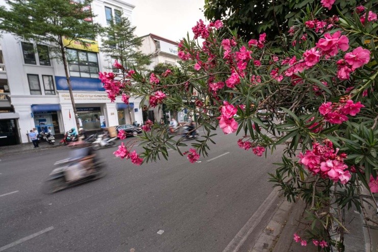 Vì sao loài cây rực rỡ như trúc đào lại bị cấm trồng trên đường phố Hà Nội? Vì sao loài cây rực rỡ như trúc đào lại bị cấm trồng trên đường phố Hà Nội?