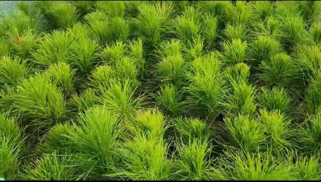 Khát vọng đưa cây thông nghệ thuật Việt vươn xa của nhà vườn Minh Râu Khát vọng đưa cây thông nghệ thuật Việt vươn xa của nhà vườn Minh Râu