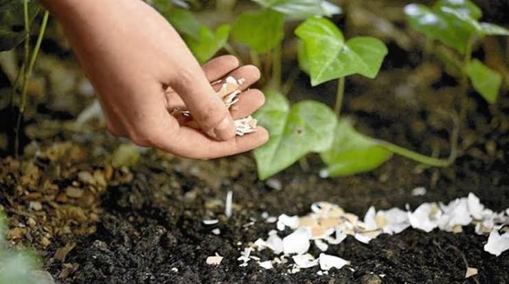 Hướng dẫn tự làm dung dịch canxi sinh học từ vỏ trứng chăm sóc đất vườn mùa thu