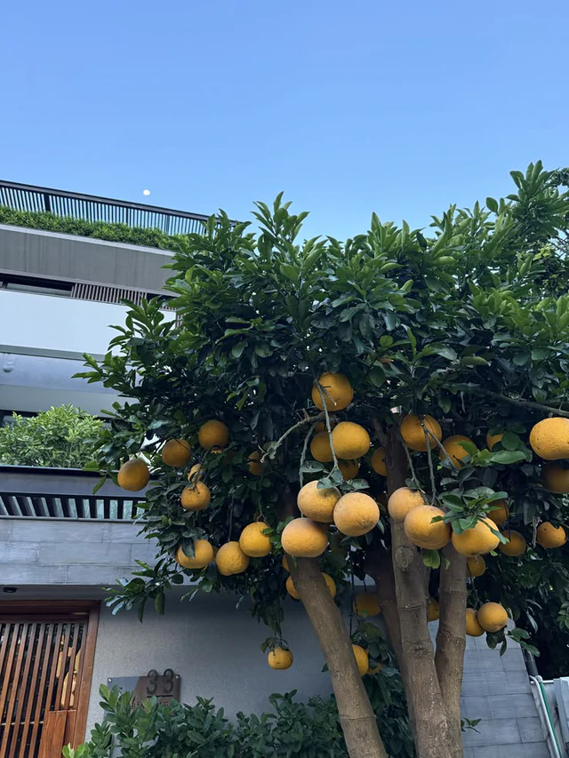 Đặt cây bưởi ở vị trí này trước nhà, gia chủ rước ngay tài lộc Đặt cây bưởi ở vị trí này trước nhà, gia chủ rước ngay tài lộc