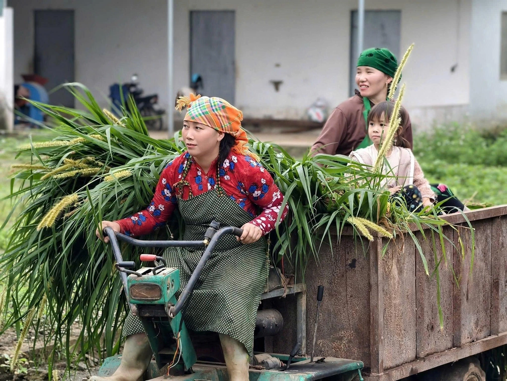Bỏ phố về bản, 8x Tày đưa bò H’Mông thành dòng thịt bò cao cấp triệu đồng/kg