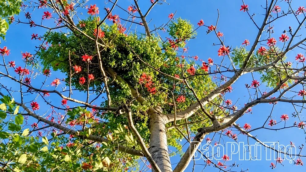 Từ cây dại mọc trên cây gạo, người dân Phú Thọ thu hàng trăm triệu đồng mỗi năm