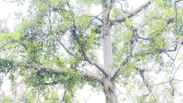 Từ cây dại mọc trên cây gạo, người dân Phú Thọ thu hàng trăm triệu đồng mỗi năm