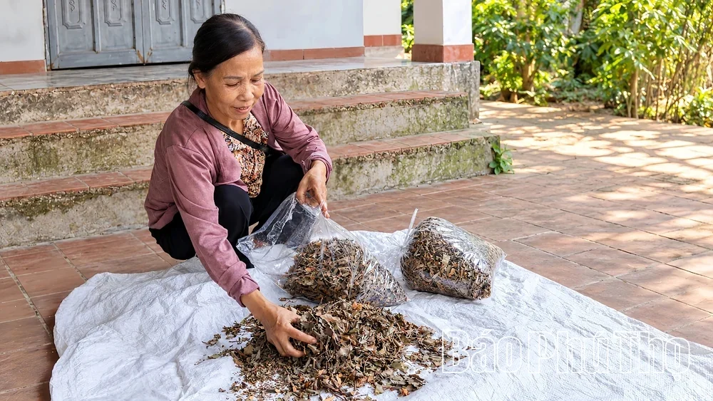 Từ cây dại mọc trên cây gạo, người dân Phú Thọ thu hàng trăm triệu đồng mỗi năm