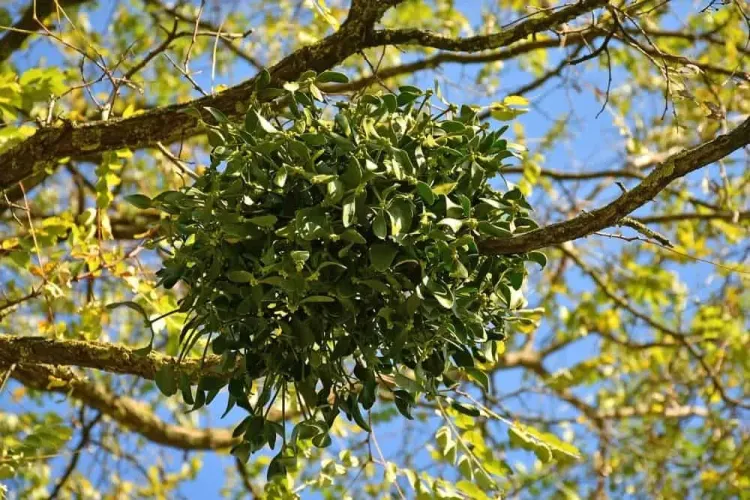Từ cây dại mọc trên cây gạo, người dân Phú Thọ thu hàng trăm triệu đồng mỗi năm