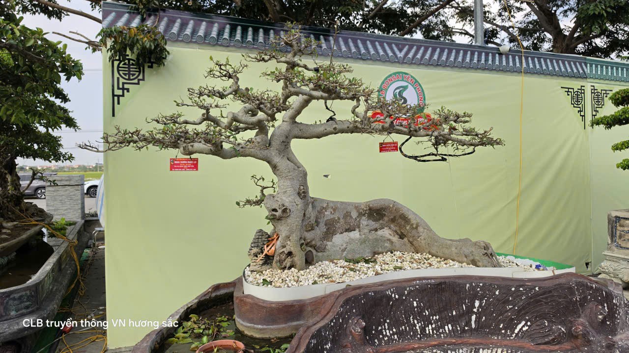 Gần 600 tác phẩm tại Giao lưu, triển lãm sinh vật cảnh CLB Bonsai Yên Phong mở rộng lần thứ II năm 2026 Gần 600 tác phẩm tại Giao lưu, triển lãm sinh vật cảnh CLB Bonsai Yên Phong mở rộng lần thứ II năm 2026