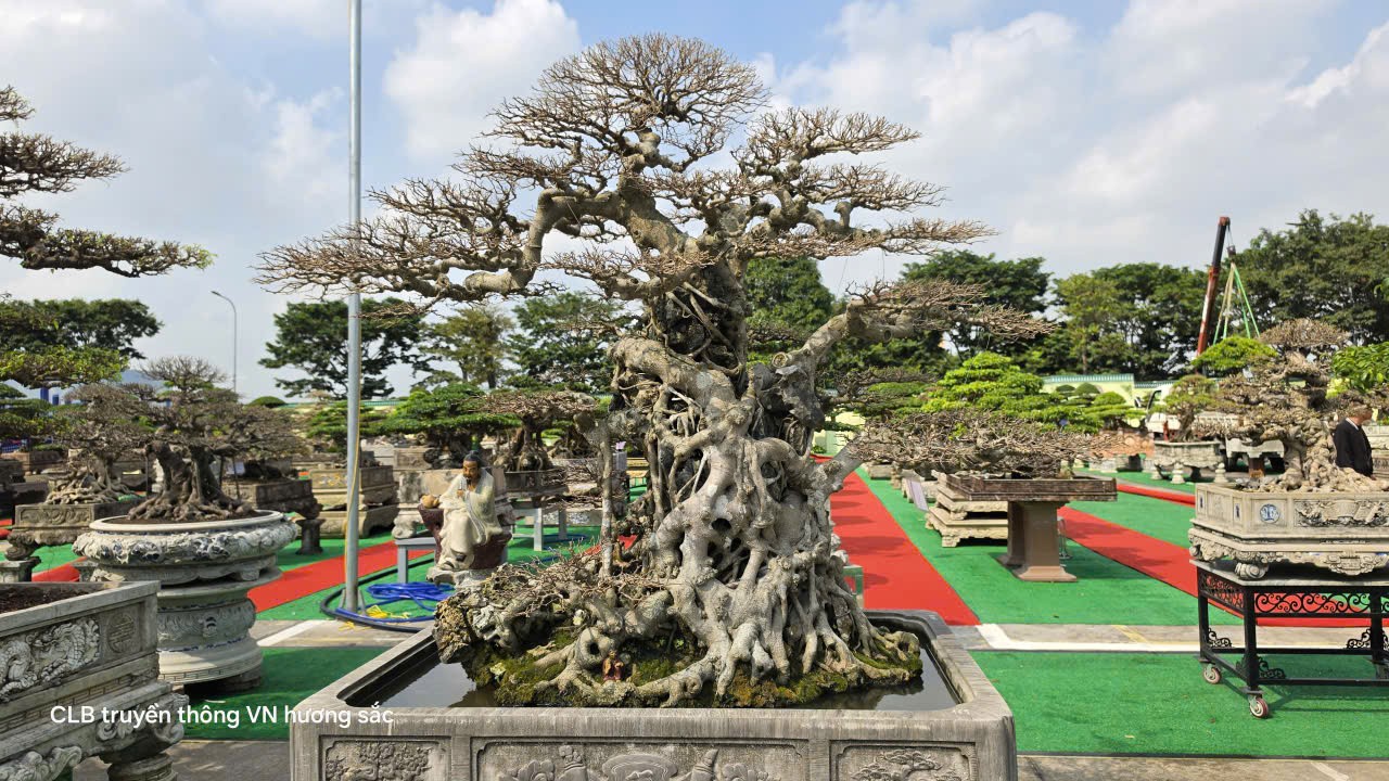 Gần 600 tác phẩm tại Giao lưu, triển lãm sinh vật cảnh CLB Bonsai Yên Phong mở rộng lần thứ II năm 2026 Gần 600 tác phẩm tại Giao lưu, triển lãm sinh vật cảnh CLB Bonsai Yên Phong mở rộng lần thứ II năm 2026
