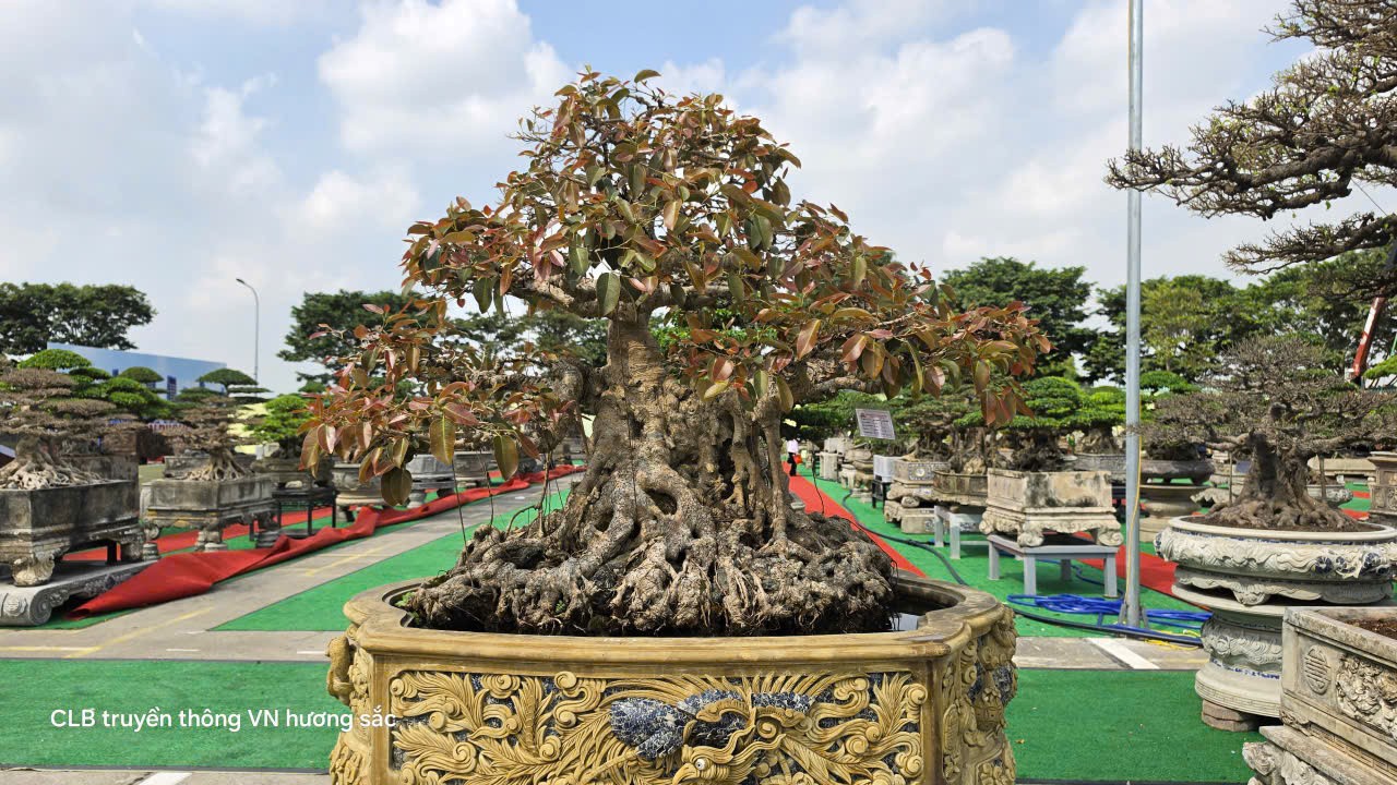 Gần 600 tác phẩm tại Giao lưu, triển lãm sinh vật cảnh CLB Bonsai Yên Phong mở rộng lần thứ II năm 2026 Gần 600 tác phẩm tại Giao lưu, triển lãm sinh vật cảnh CLB Bonsai Yên Phong mở rộng lần thứ II năm 2026